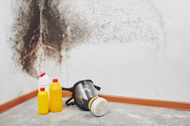 Trusted Stanley, ND Mold Removal Experts