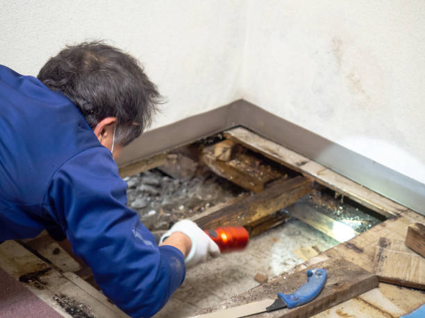 Best Home Mold Removal  in Stanley, ND