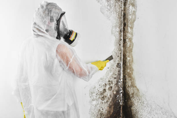 Best Attic Mold Removal  in Stanley, ND