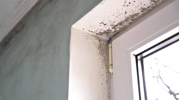 Best Residential Mold Removal  in Stanley, ND