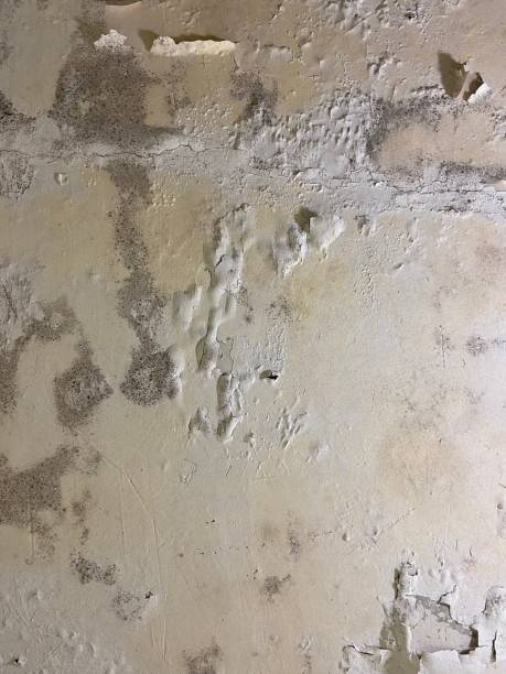 Best Mold Remediation  in Stanley, ND
