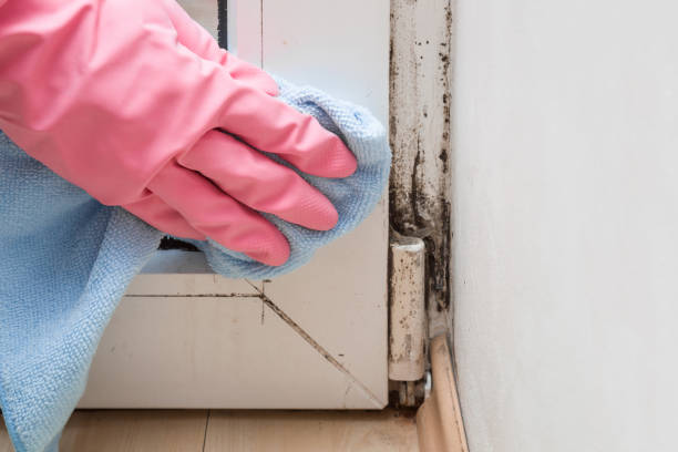 Best Fast Mold Removal  in Stanley, ND